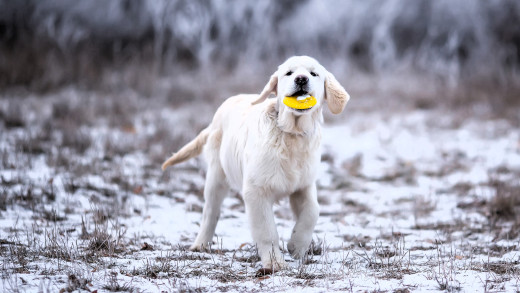 �1764523 �������(a): ����������:2880x1620